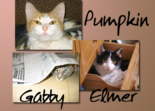 My three - Pumpkin, Gabby, Elmer
